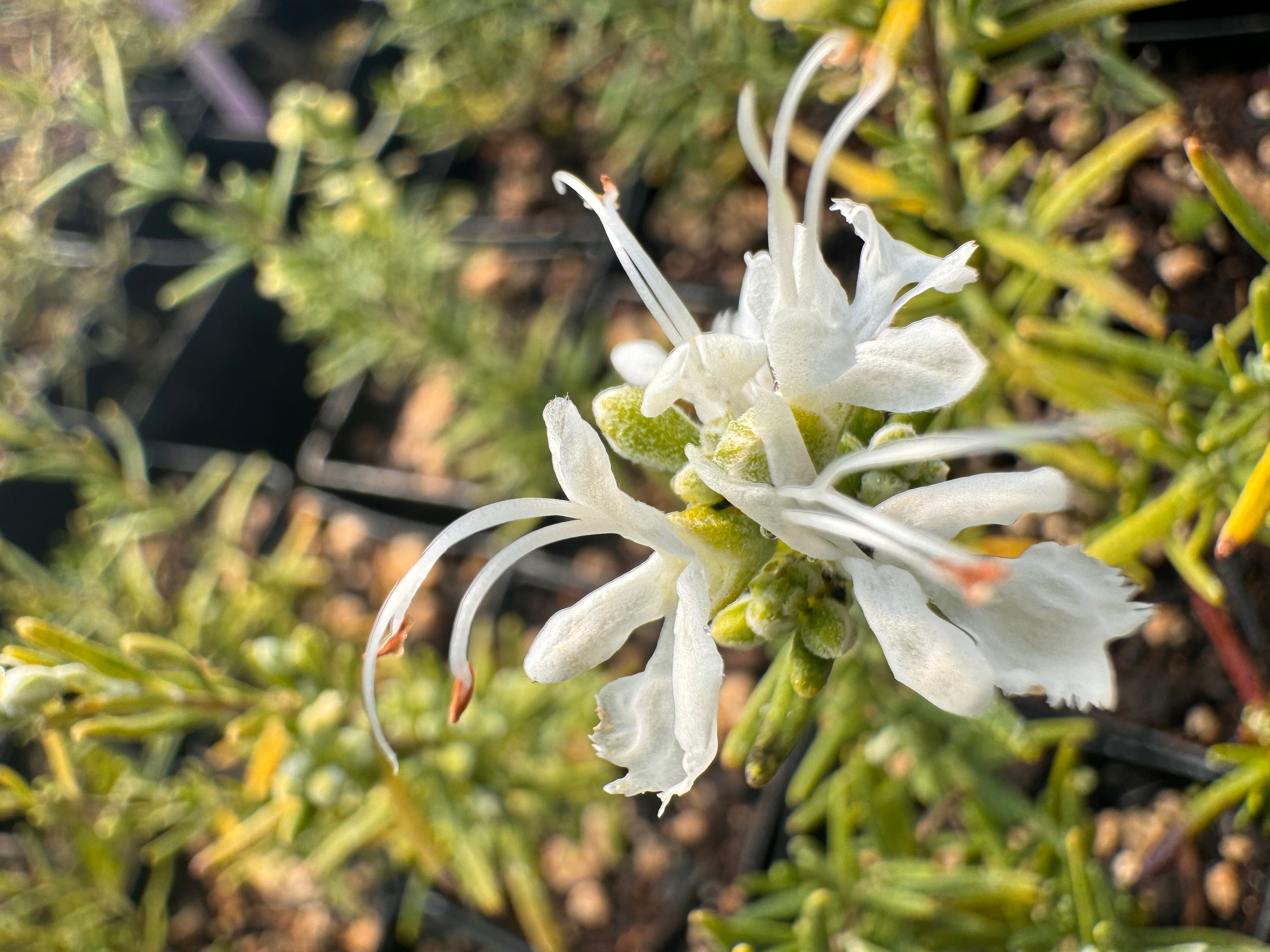 Rosemary Plants for Sale | Culinary & Evergreen Herbs – Charsaw Farms