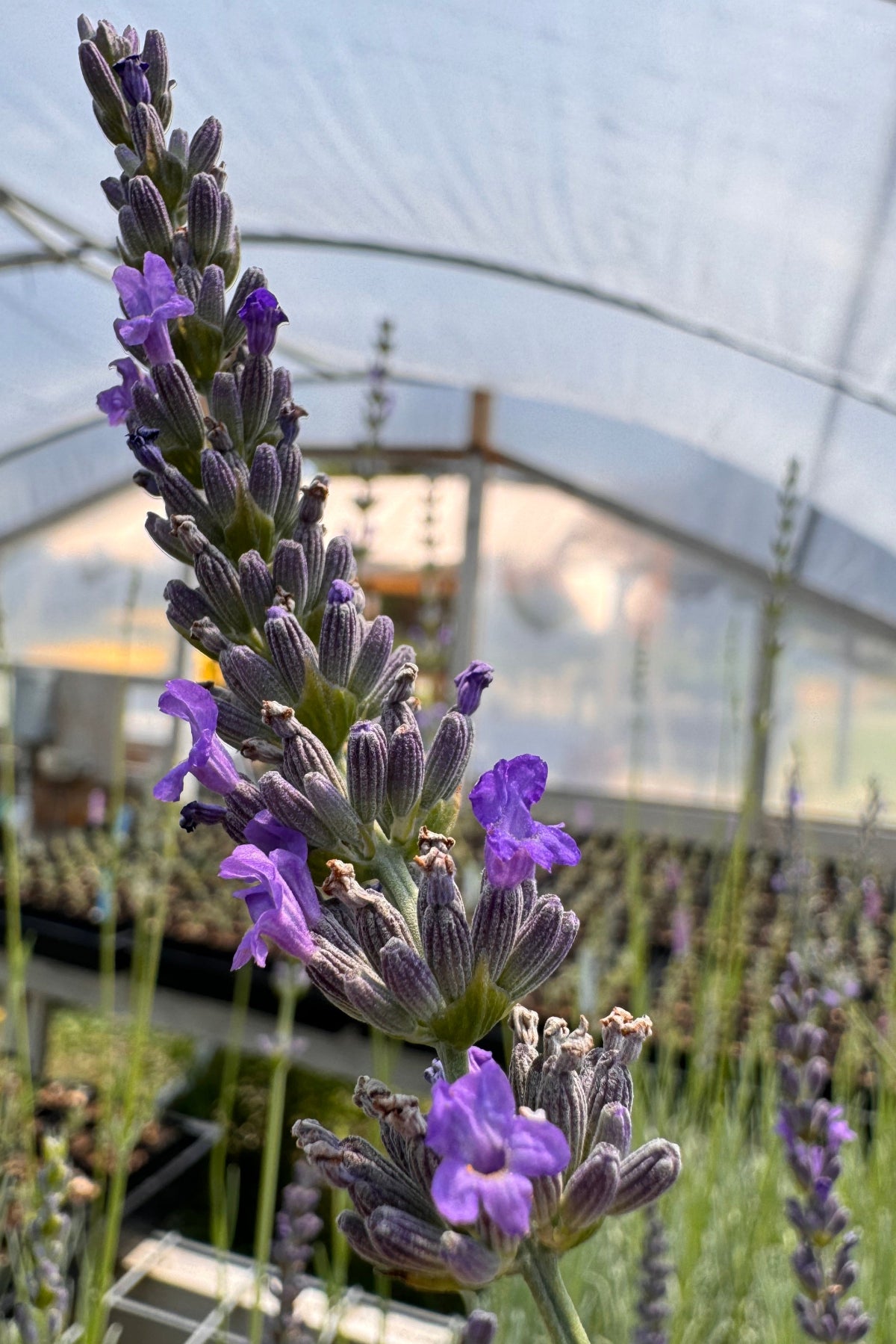 Abrialii bloom with purple flowers in a greenhouse