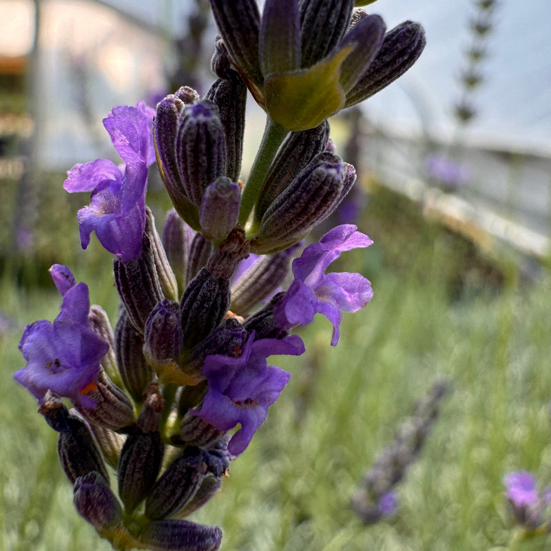 A single Lavandula x intermedia Abrialii Lavender stem in bloom