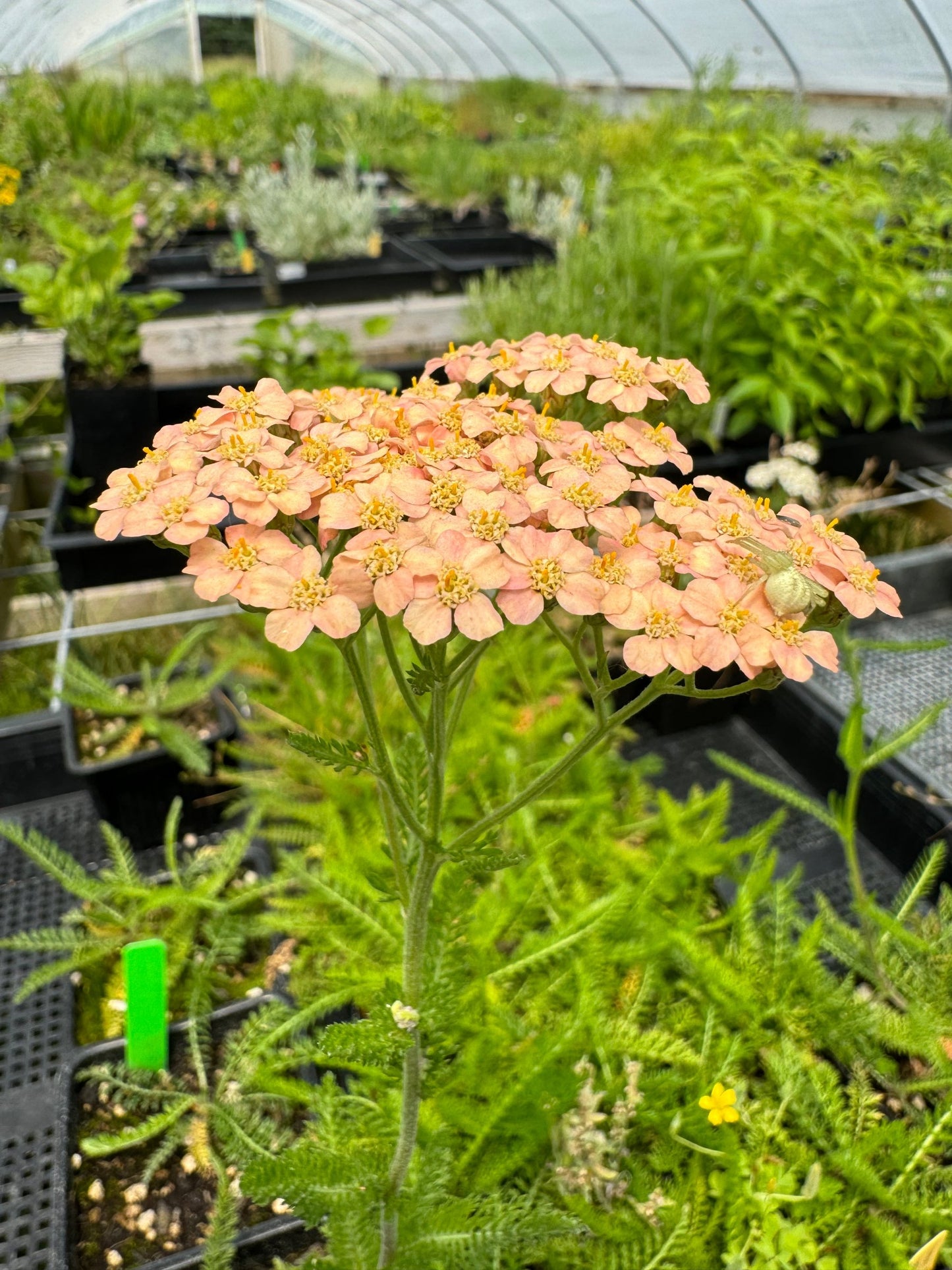 Achillea Salmon Beauty Yarrow