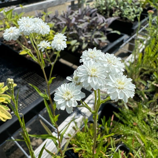 Achillea Pearl Yarrow blooming with small white dense flowers in clumps