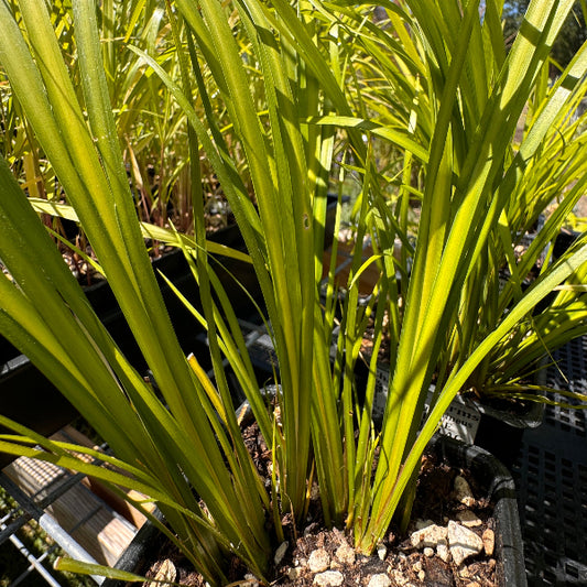 Acorus gramineus 'Licorice' (licorice sweet flag)