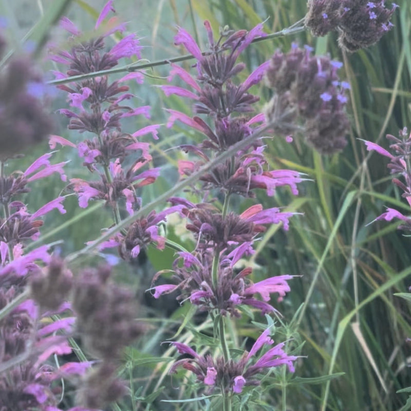 Agastache 'Licorice Candy'