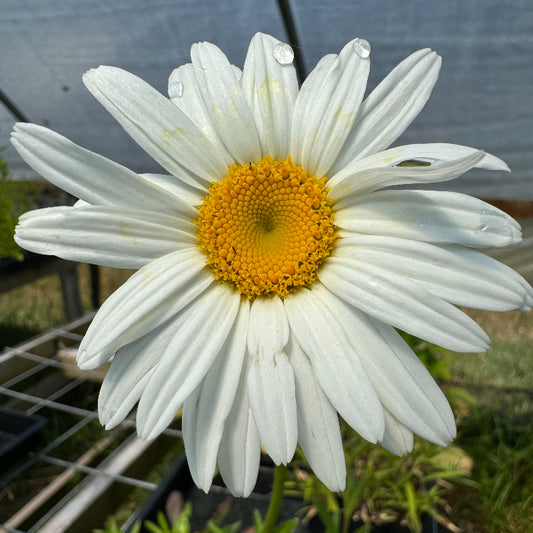 Alaska Shasta Daisy single white flower with yellow center.