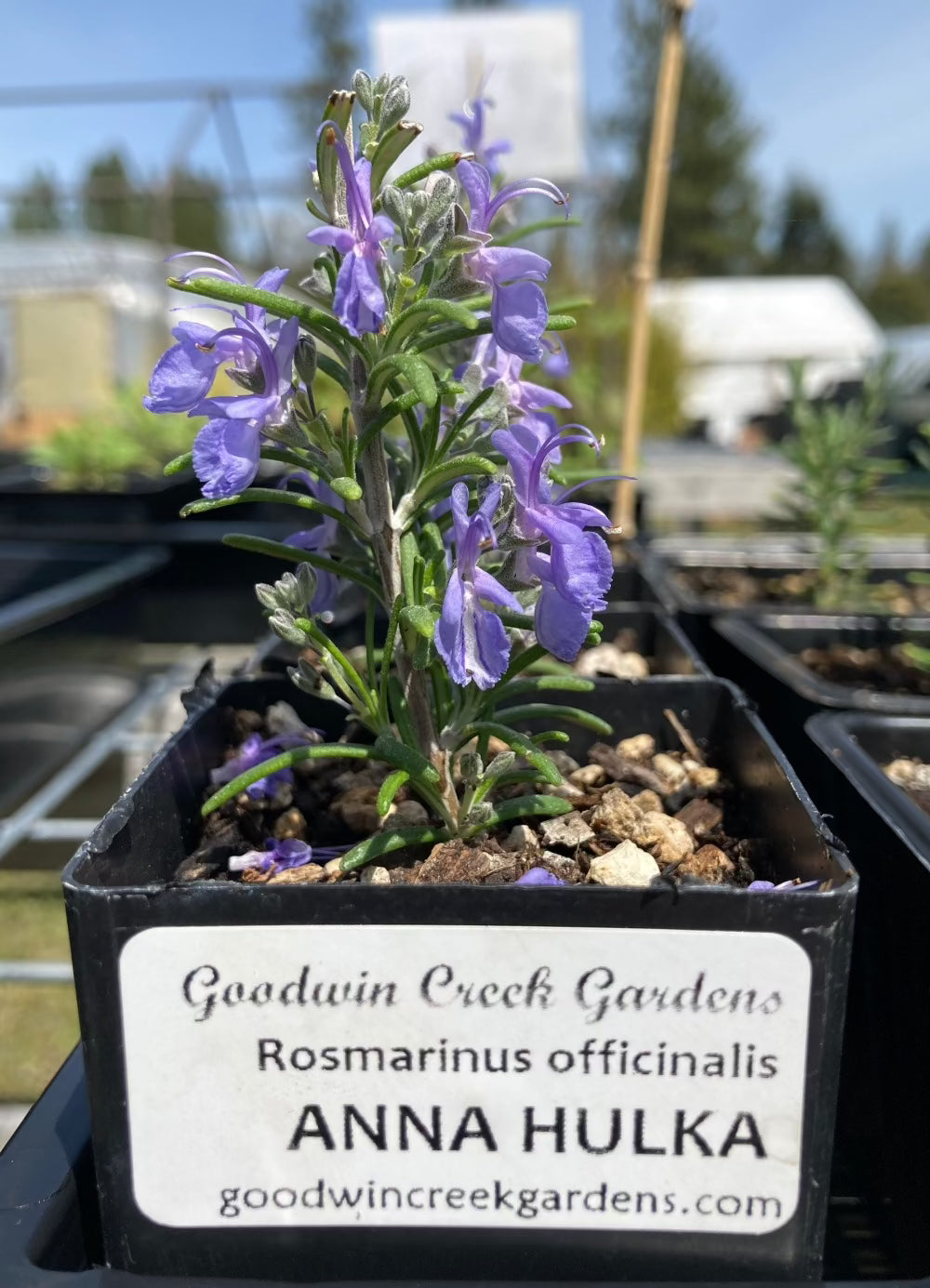 Rosmarinus officinalis 'Anna Hulka' (rosemary 'Anna Hulka')