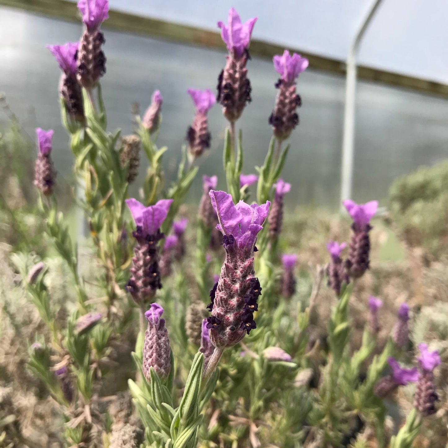 Annie's Purple Spanish Lavender