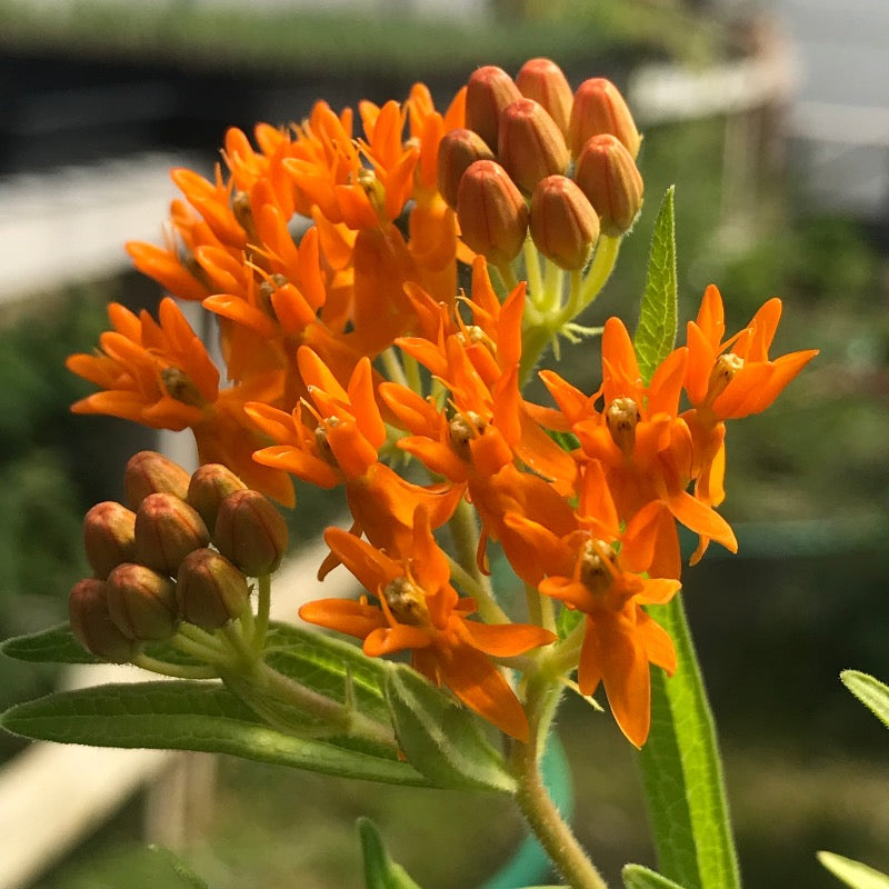 Asclepias tuberosa
