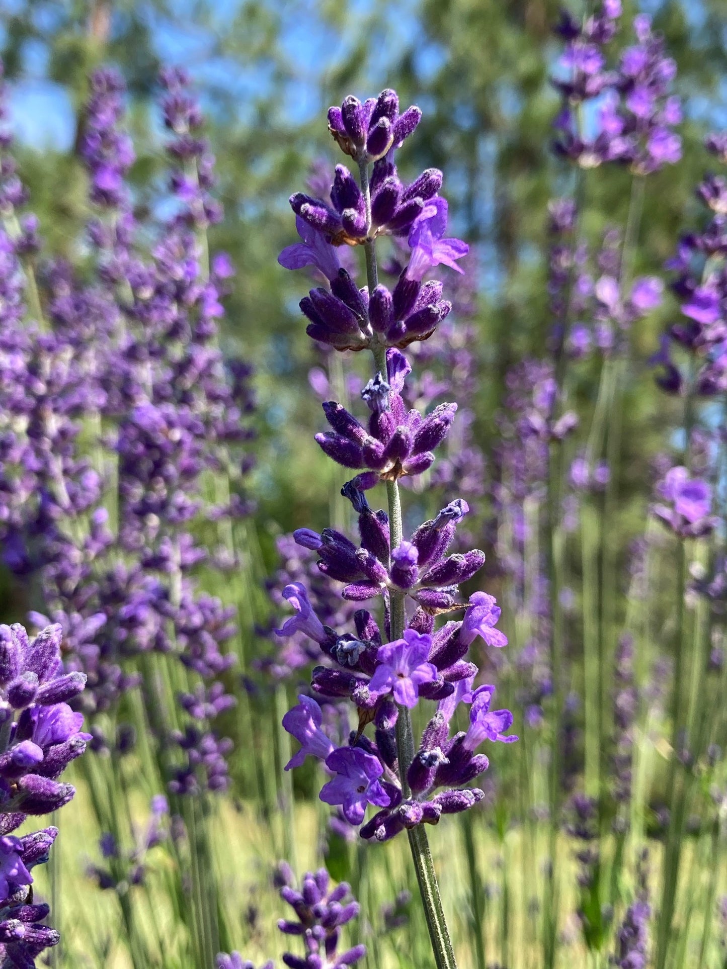 Avice Hill Lavender bloom
