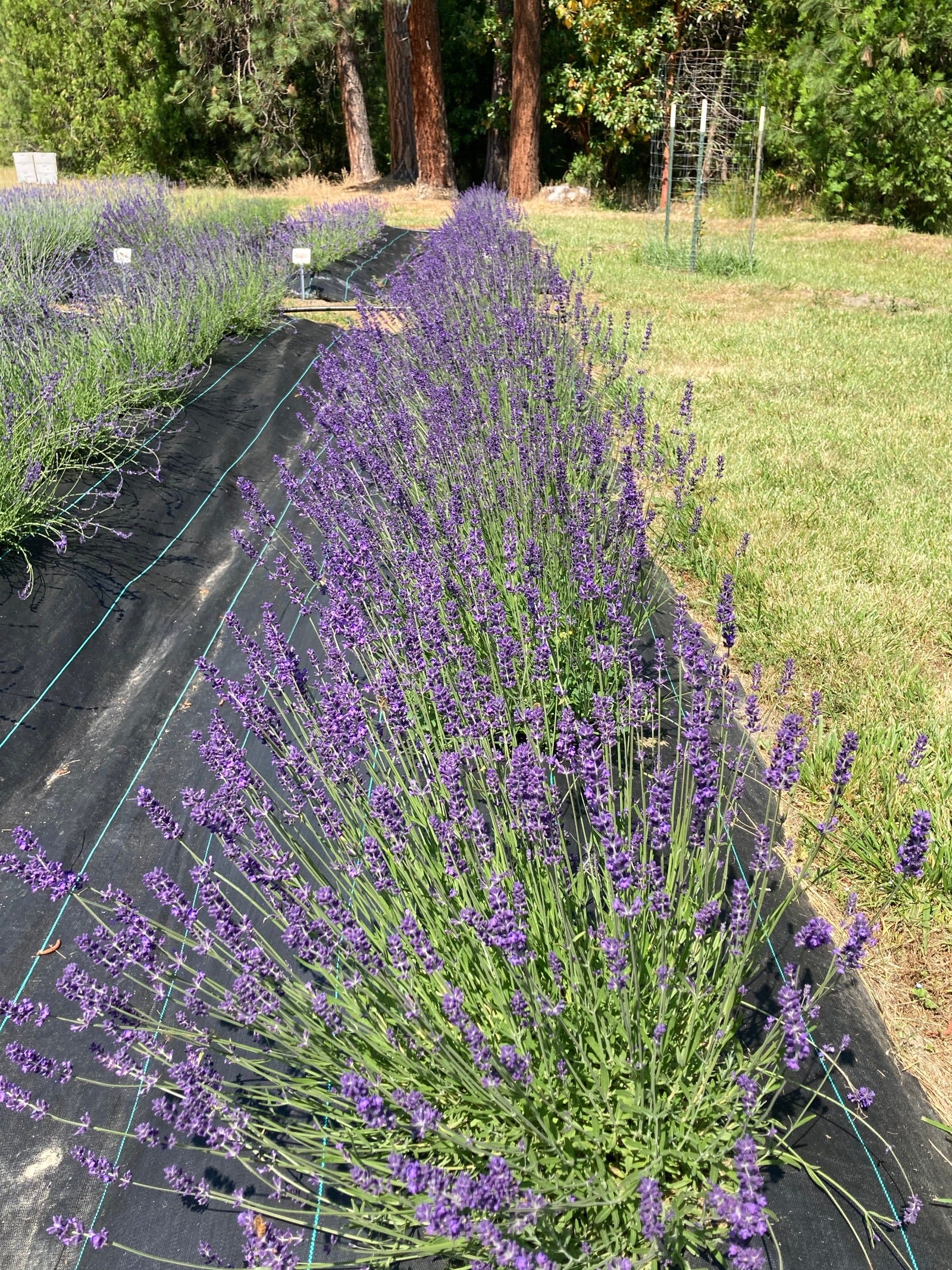 Avice Hill Lavender Row