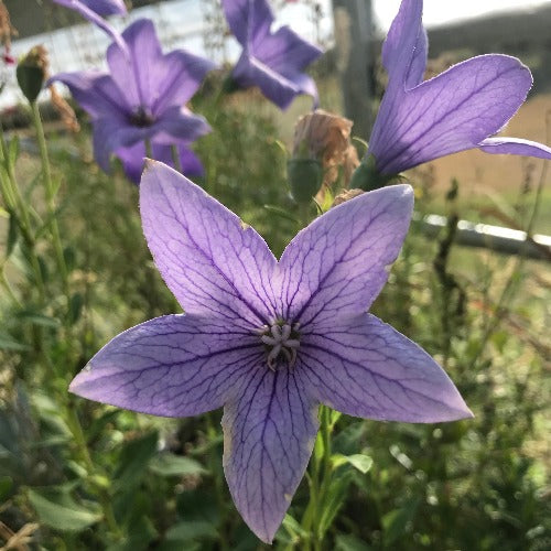 Balloon Flower
