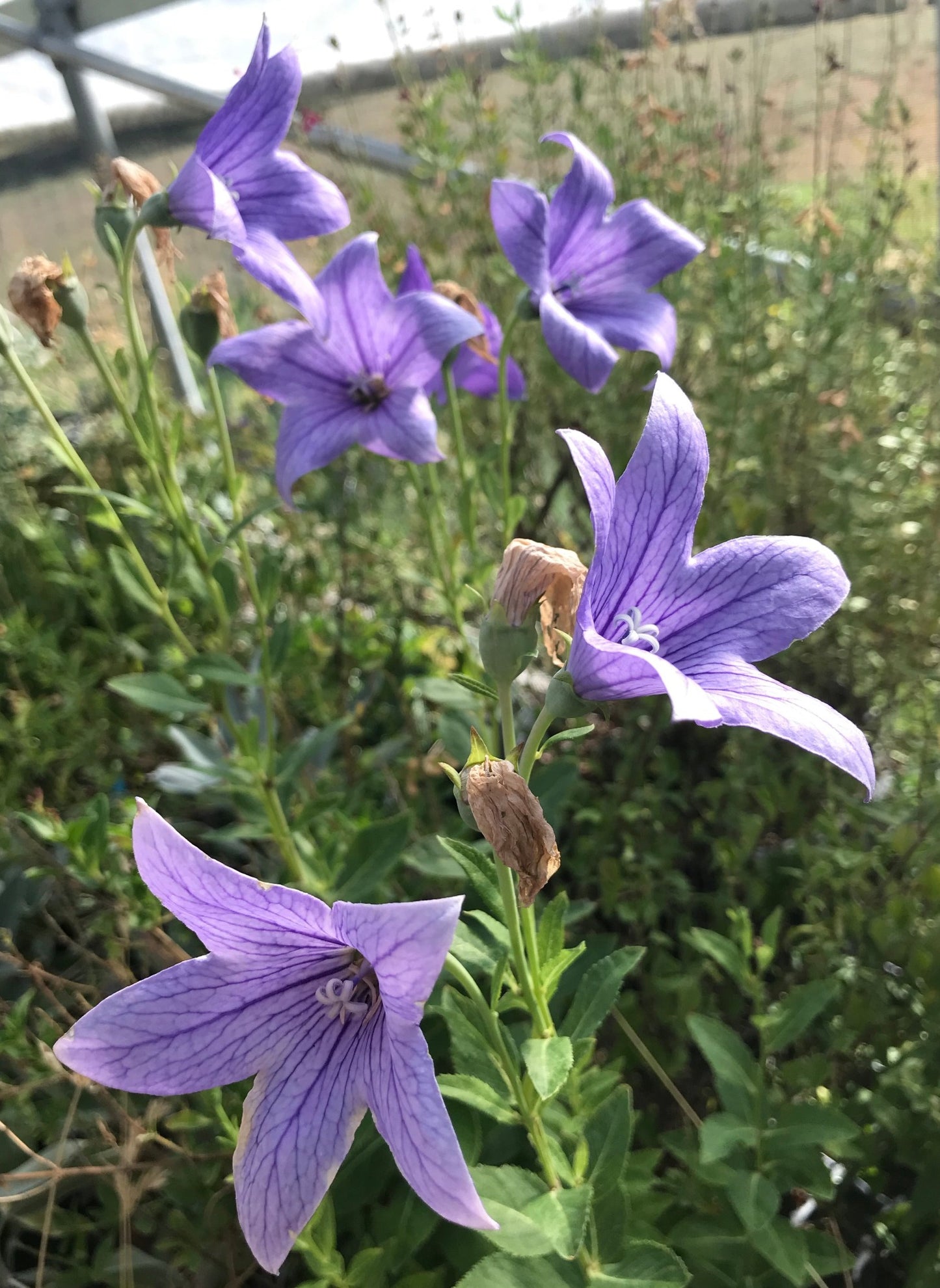 Balloon Flower blooms