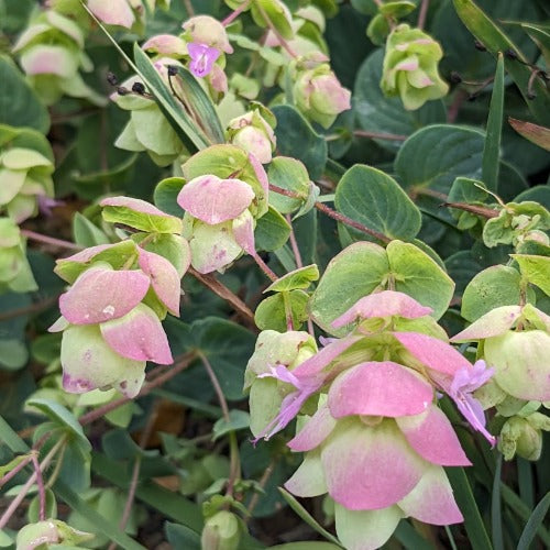 Oregano 'Barbara Tingey'