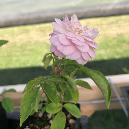 Blush Noisette potted rose