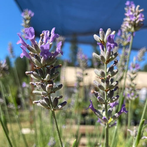 Lavandula x intermedia 'Bogong'