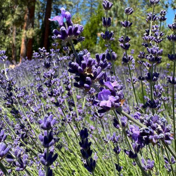Buena Vista lavender buds and blooms