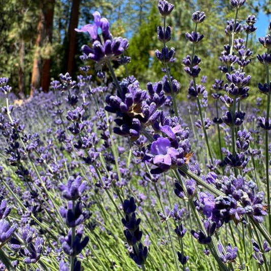 Buena Vista lavender buds and blooms