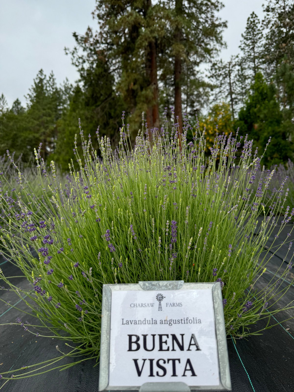 Buena Vista lavender planted in the ground