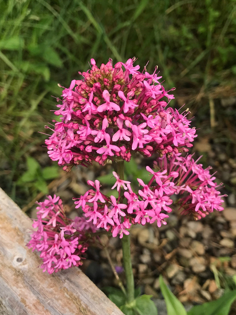 Centranthus ruber growing in gravel with red-pink flowers and gray-green foliage