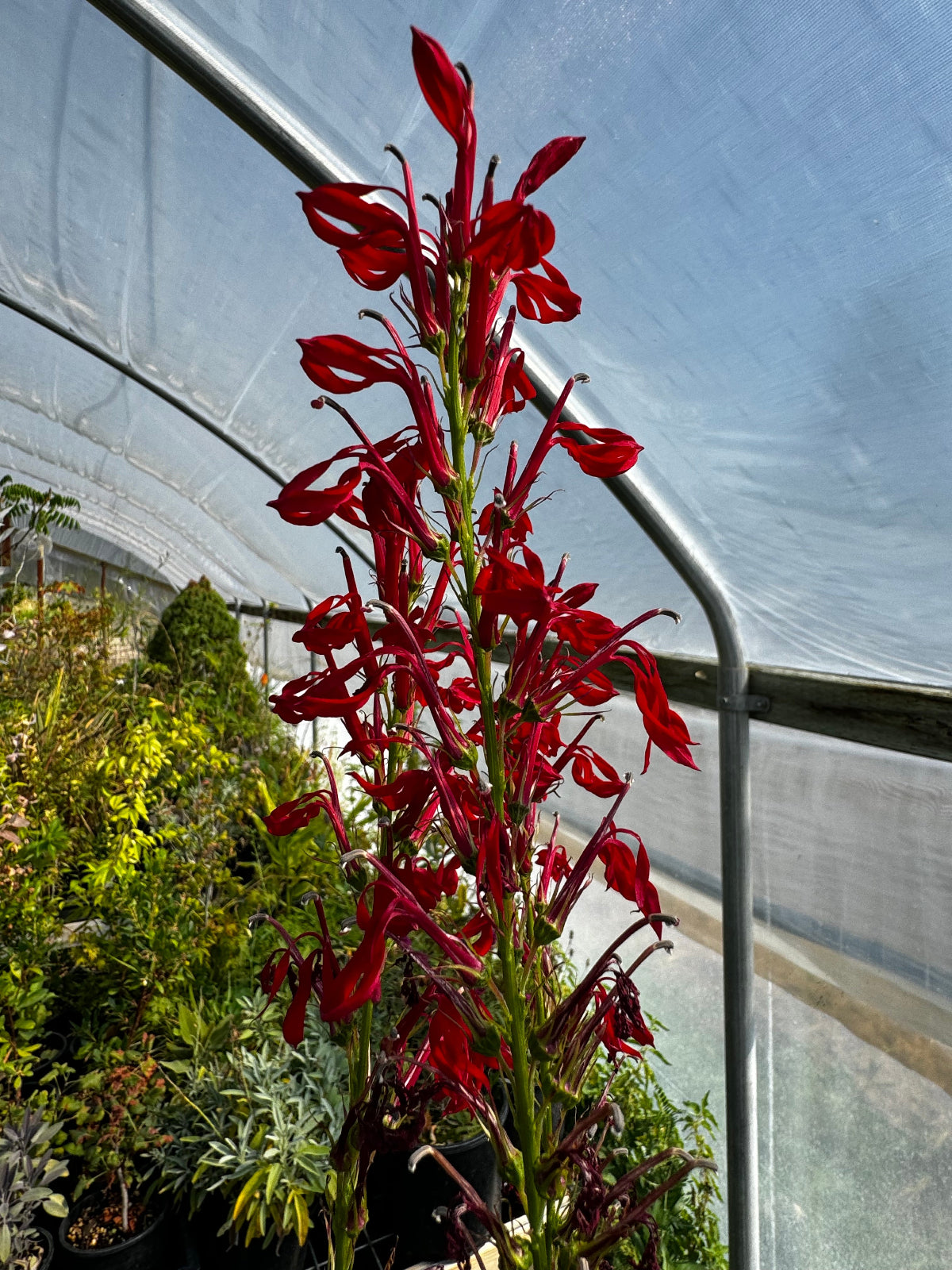 Lobelia cardinalis (Cardinal Flower) | Native Hummingbird Perennial   Charsaw Farms