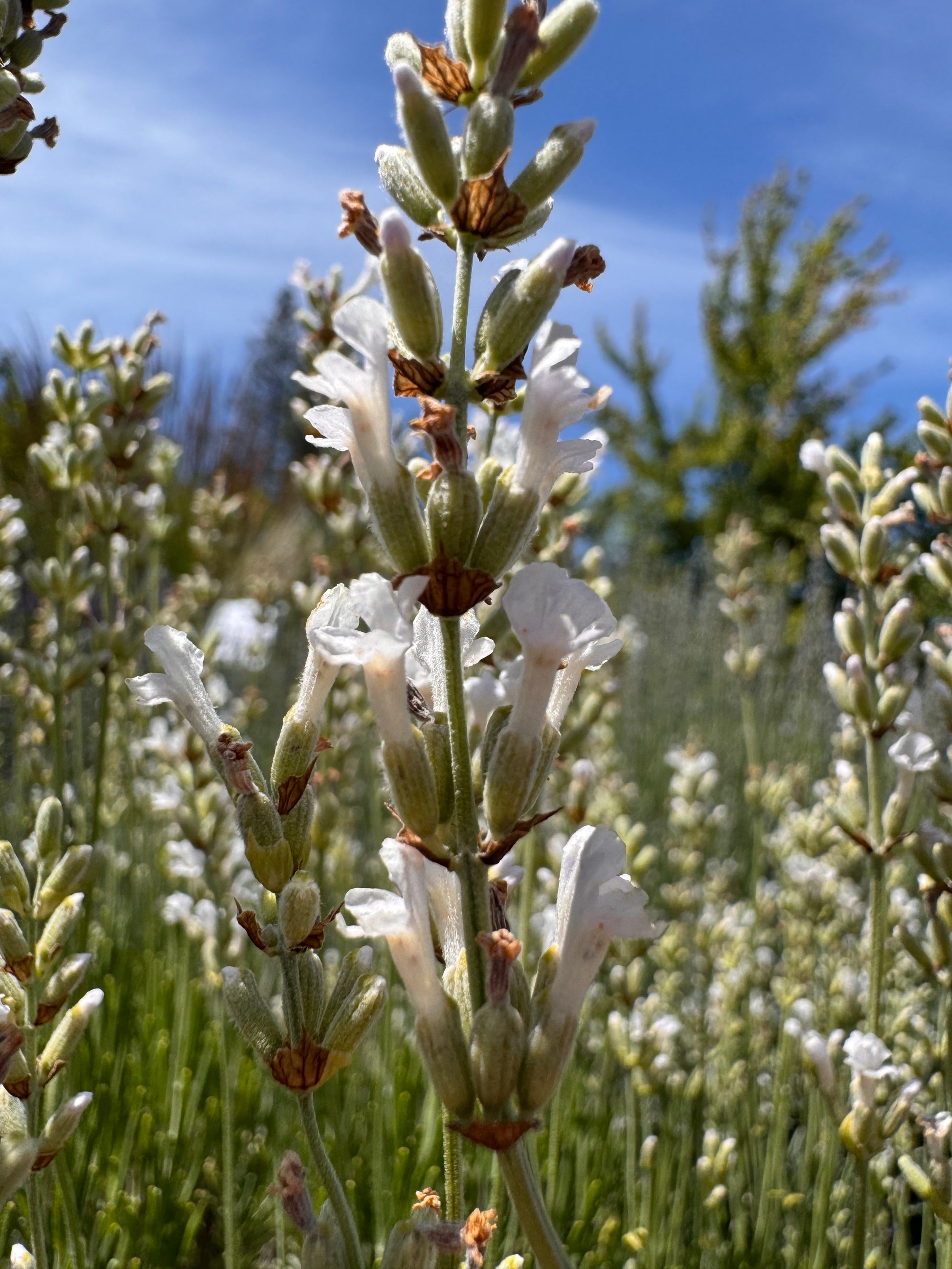 Lavandula angustifolia 'Celestial Star' white lavender spike