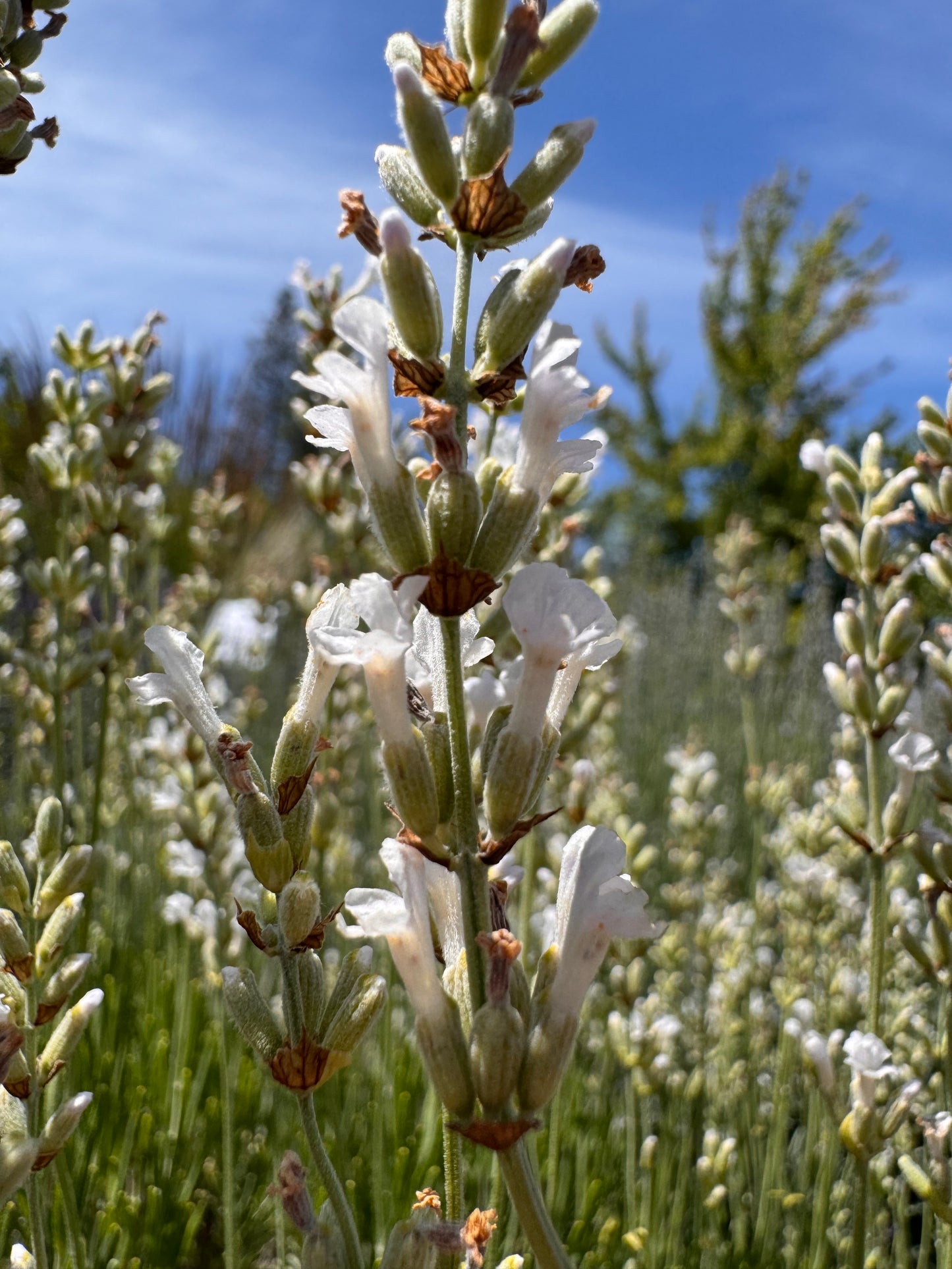 Lavandula angustifolia 'Celestial Star' white lavender spike