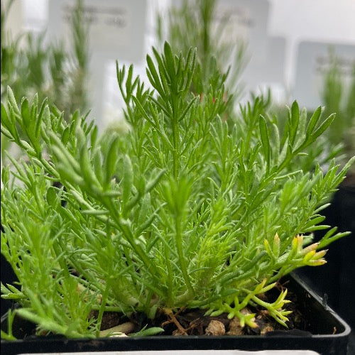 chamomile plant in pot Roman Chamomile (Chamaemelum nobile)