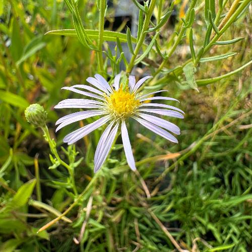 blooming Chilean aster with a very light purple flower