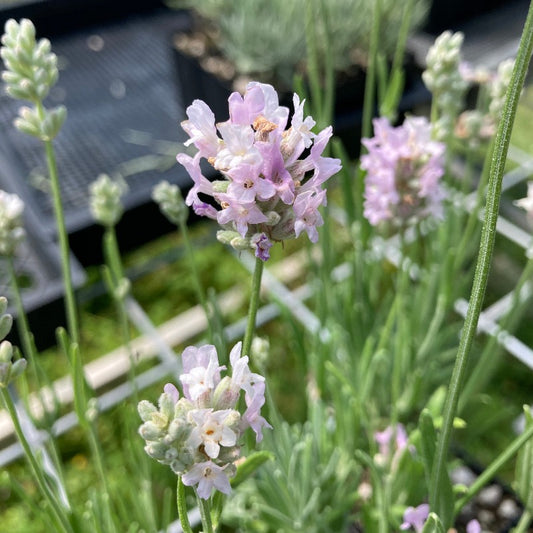 'Coconut Ice' Lavender flower