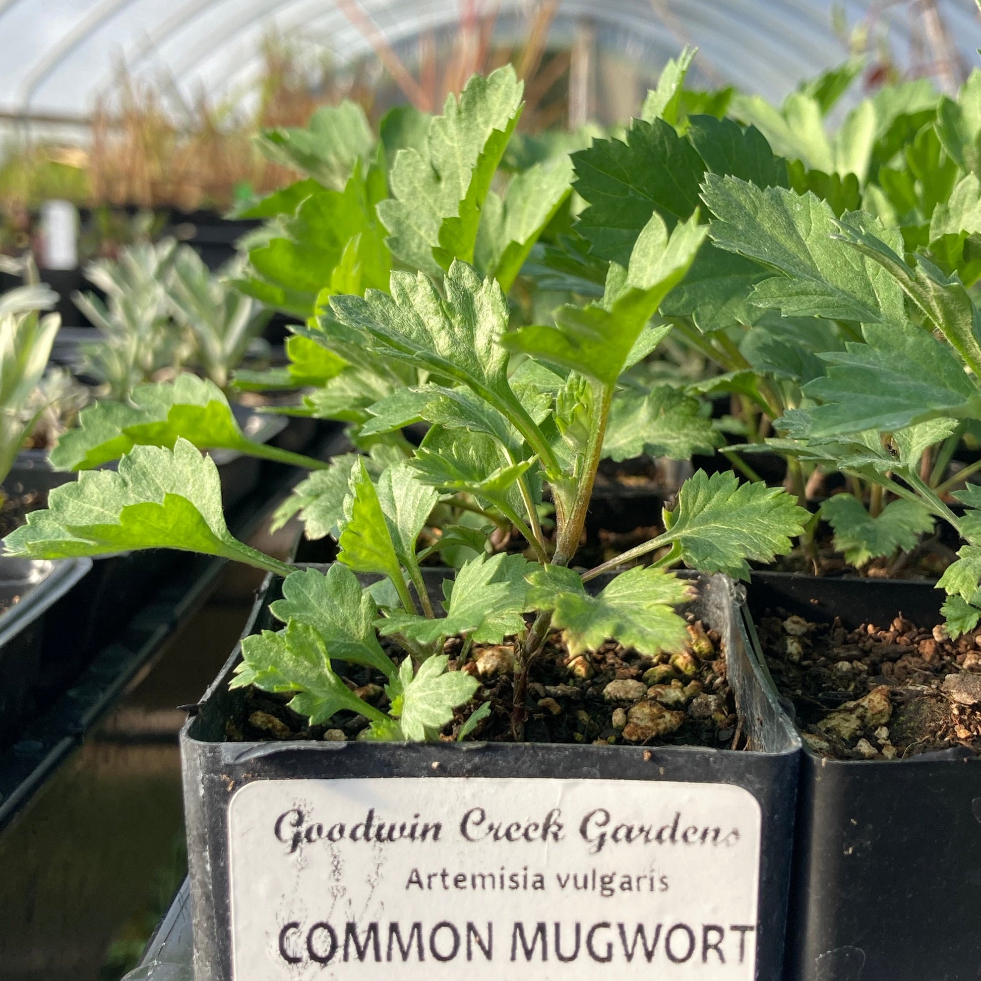 potted Common Mugwort plant
