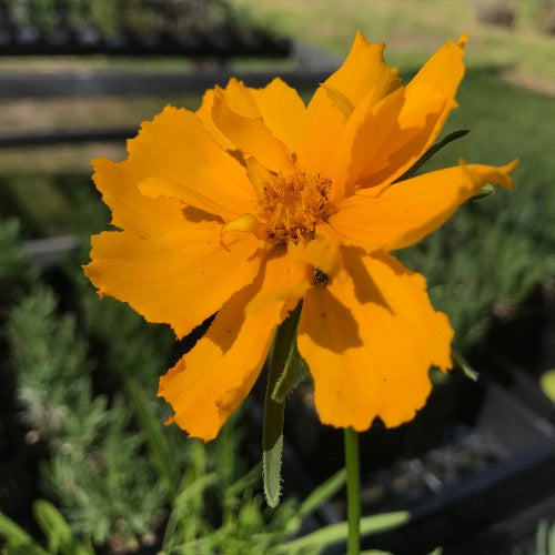 Coreopsis flower