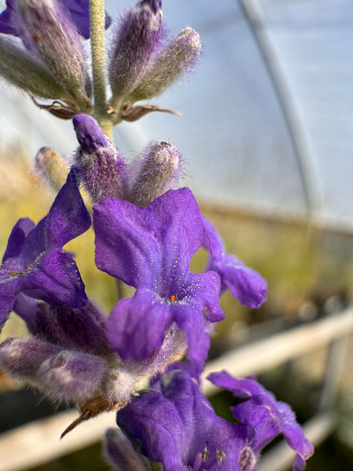 english lavender plant varieties Croxton's Wild English Lavender