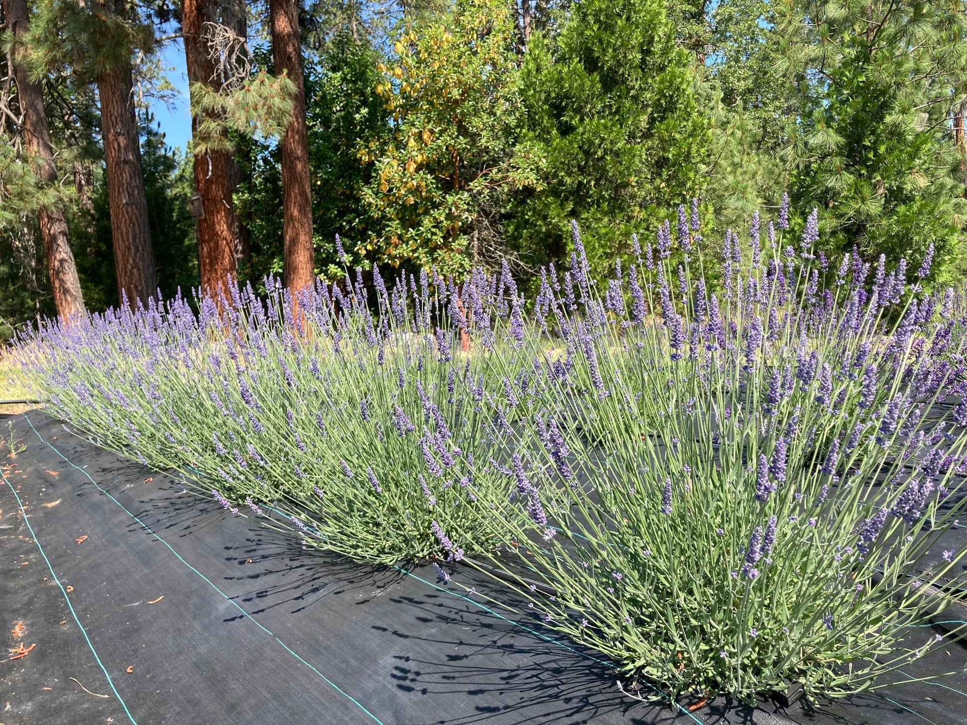 Cynthia Johnson lavender row