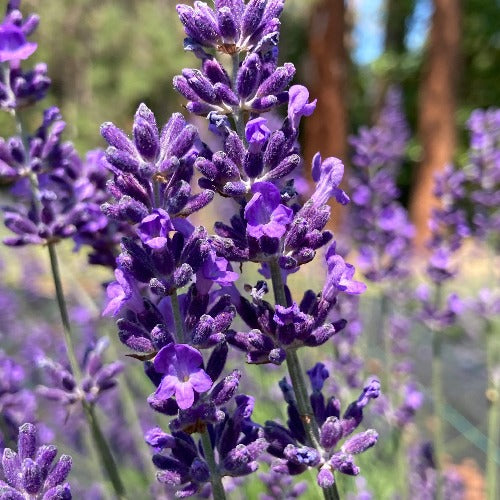 blue flower that looks like lavender Egerton Blue English Lavender