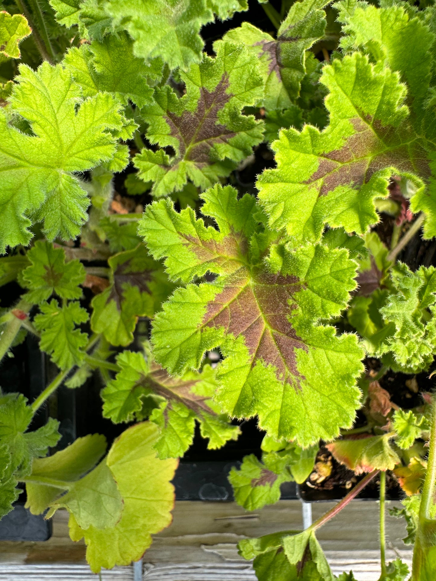 Endsleigh Oak scented pelargonium green leaves close up