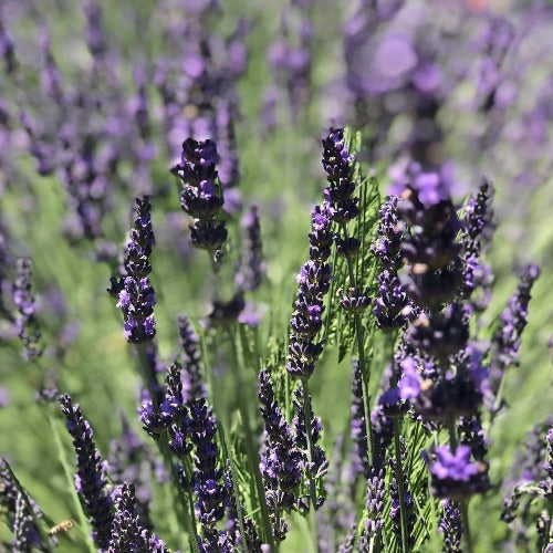 Fat Spike Lavender stem