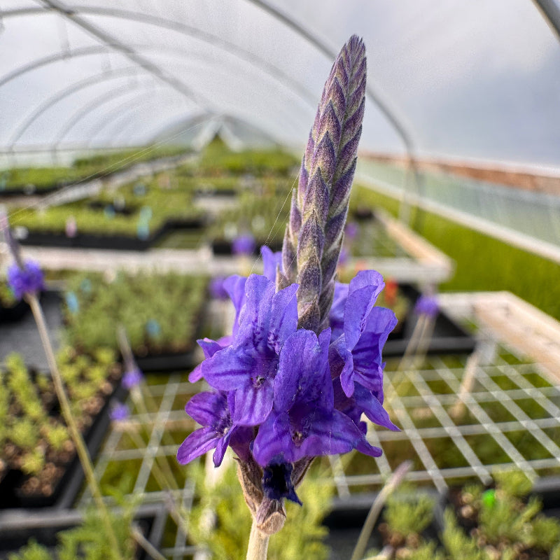 fern lavender plants Lavandula multifida 'Fernleaf' Lavender