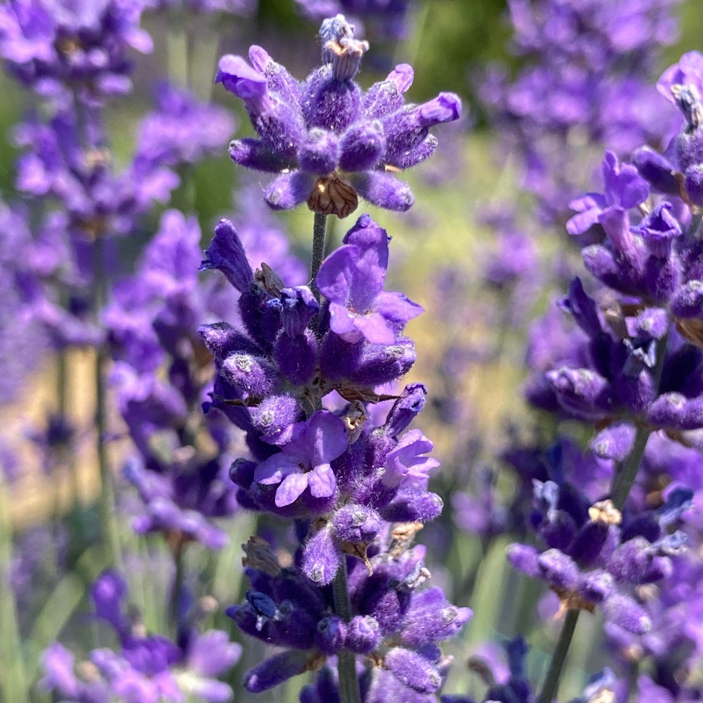 Folgate Lavender bloom