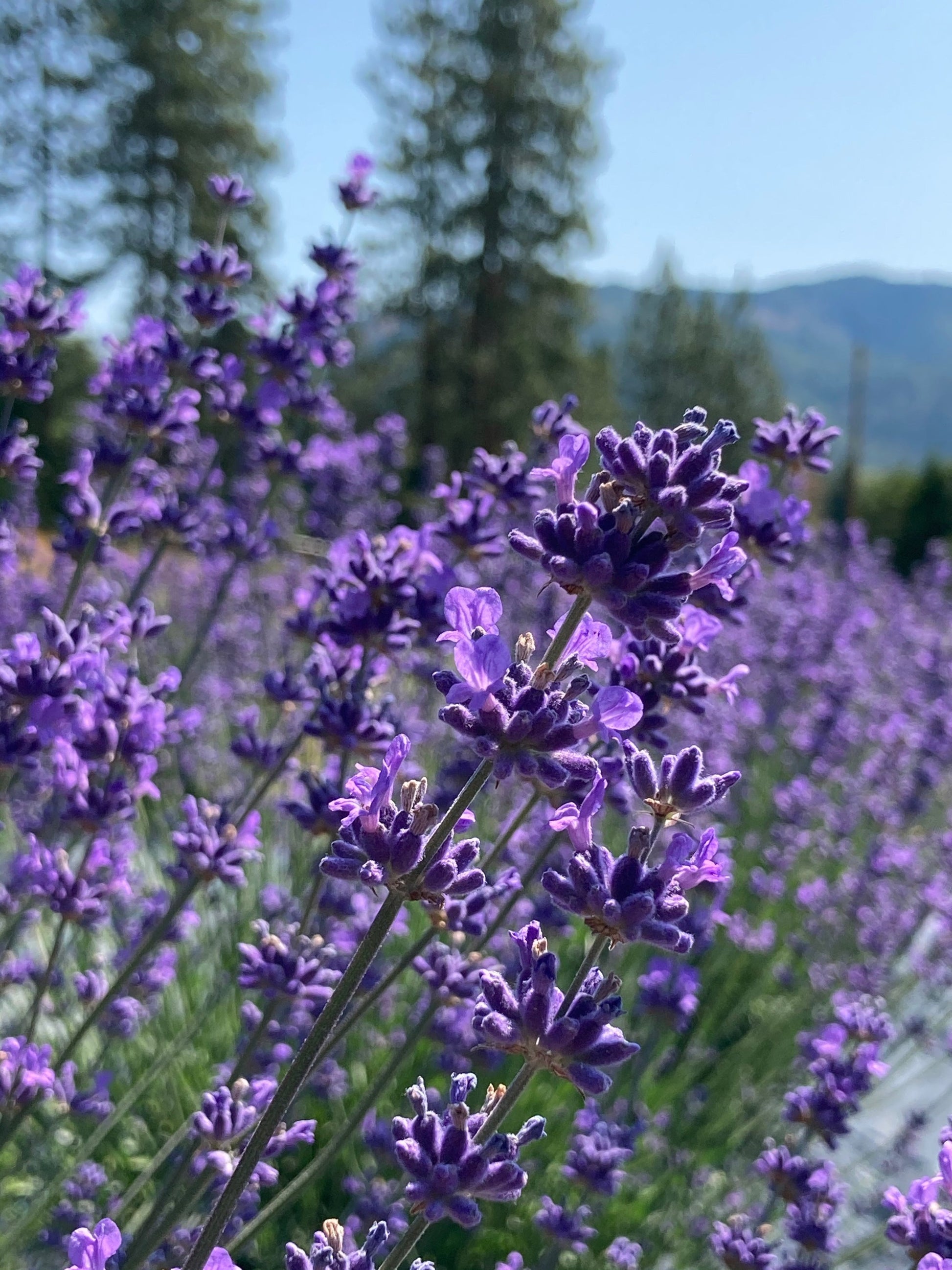 Folgate Lavender blooming