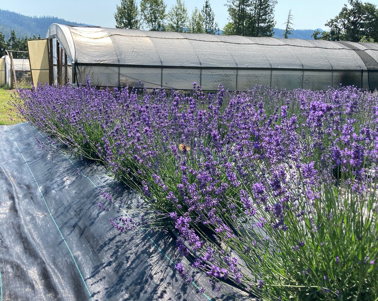 Folgate Lavender side row