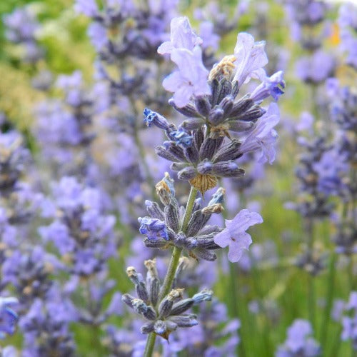 Lavandula angustifolia 'French Fields' Lavender
