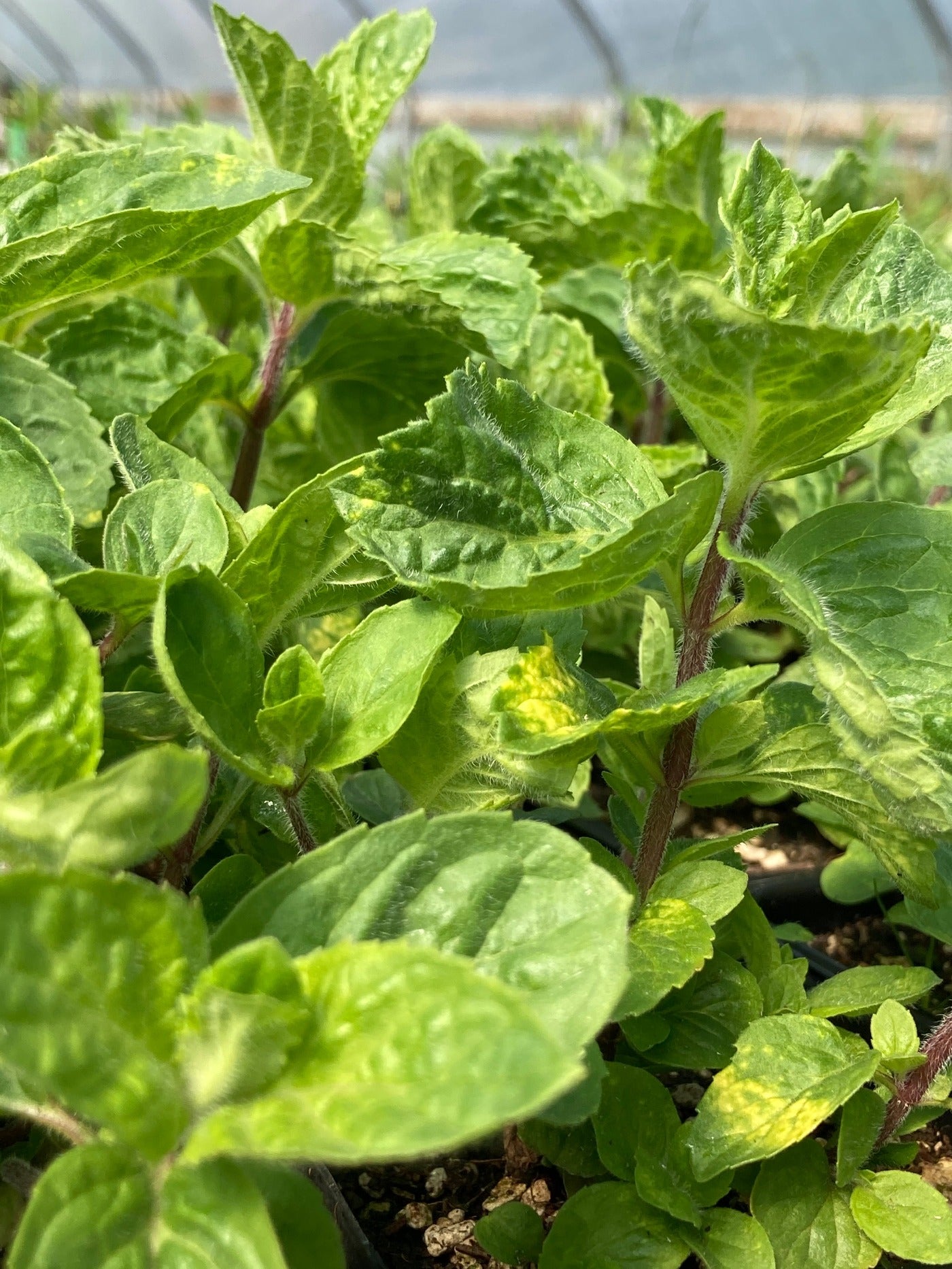 Ginger Mint foliage