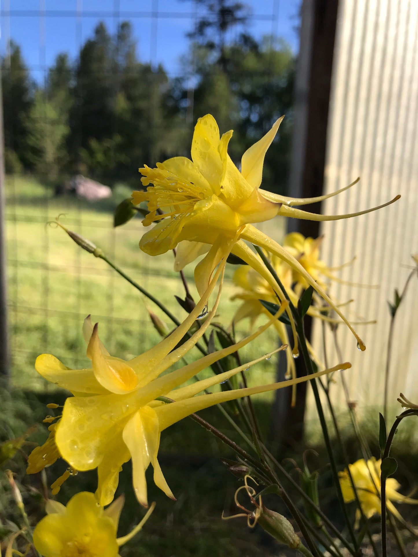 Golden Columbine flowers