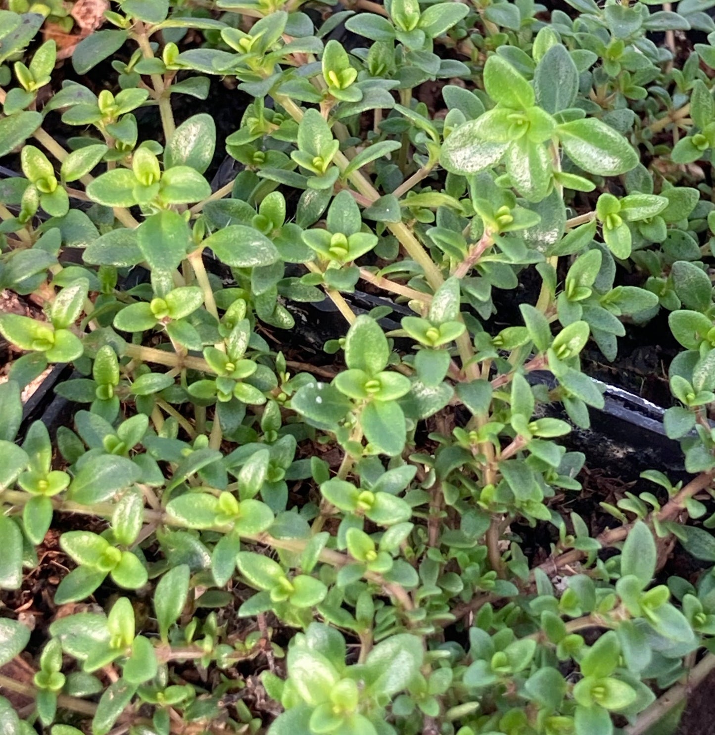 Goldstream Thyme
