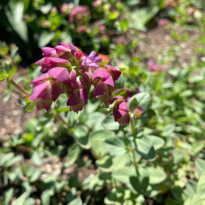 Goodwin Creek Oregano