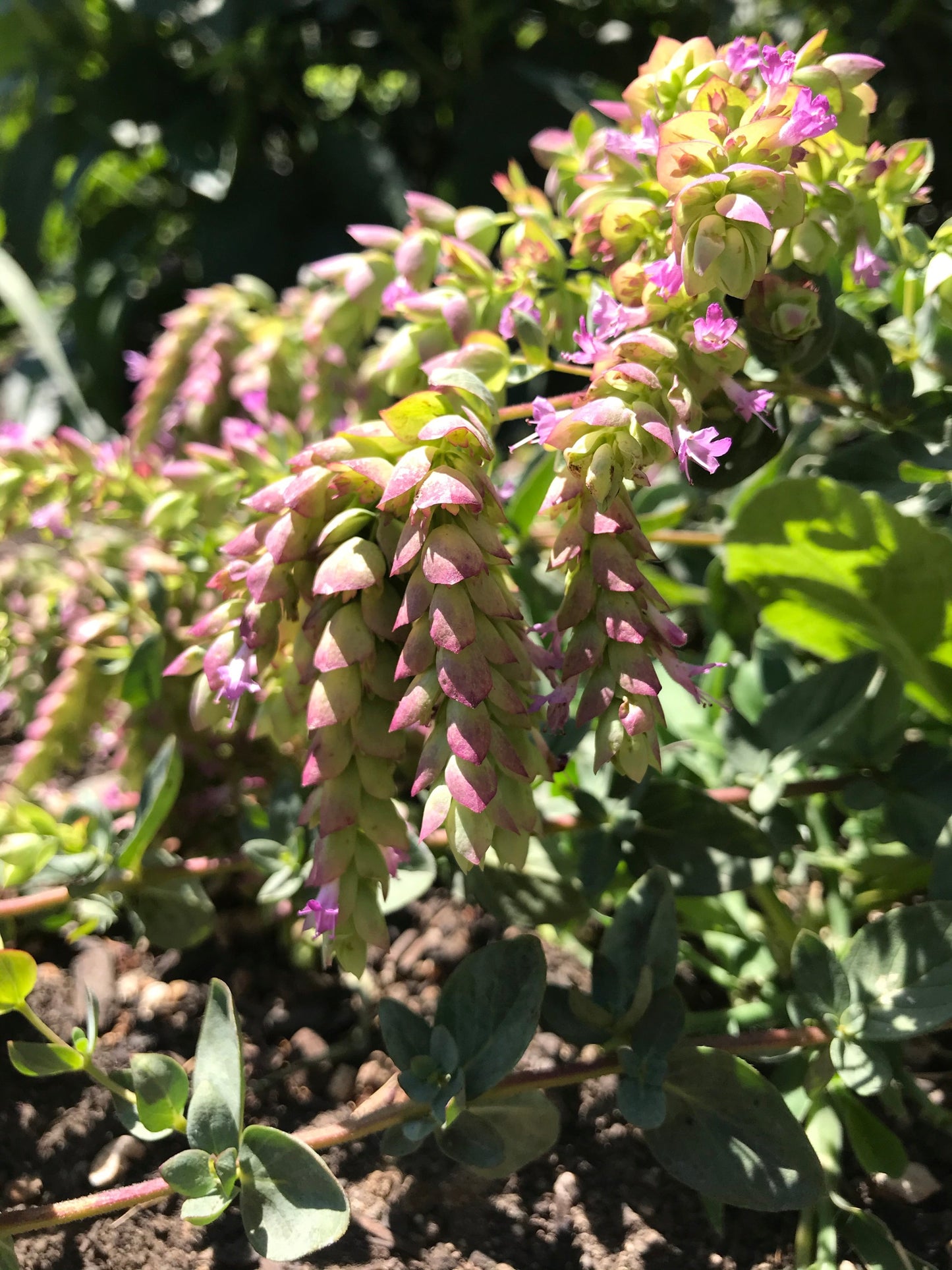 Goodwin Creek Oregano blooms