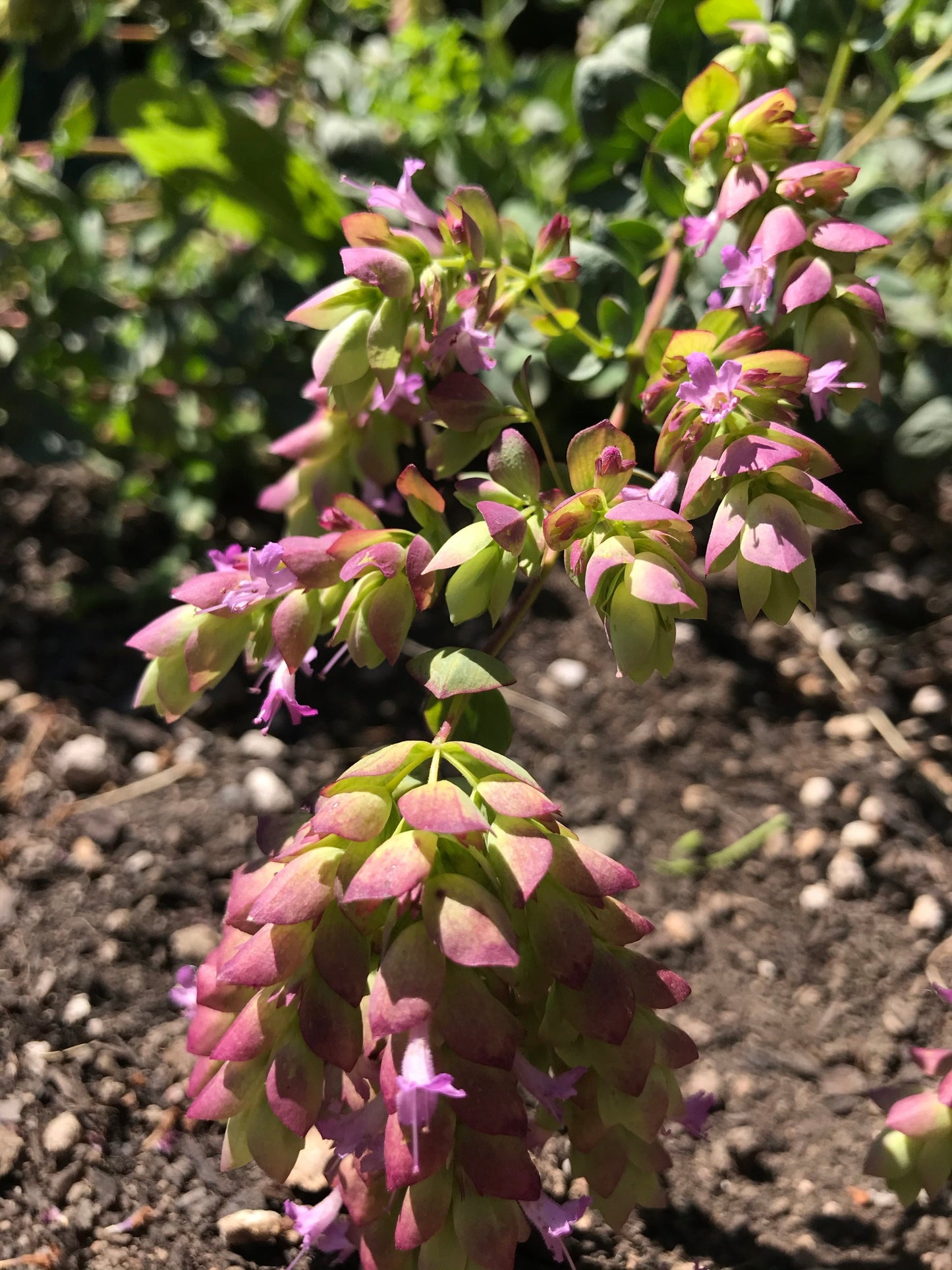 Goodwin Creek Oregano bracts