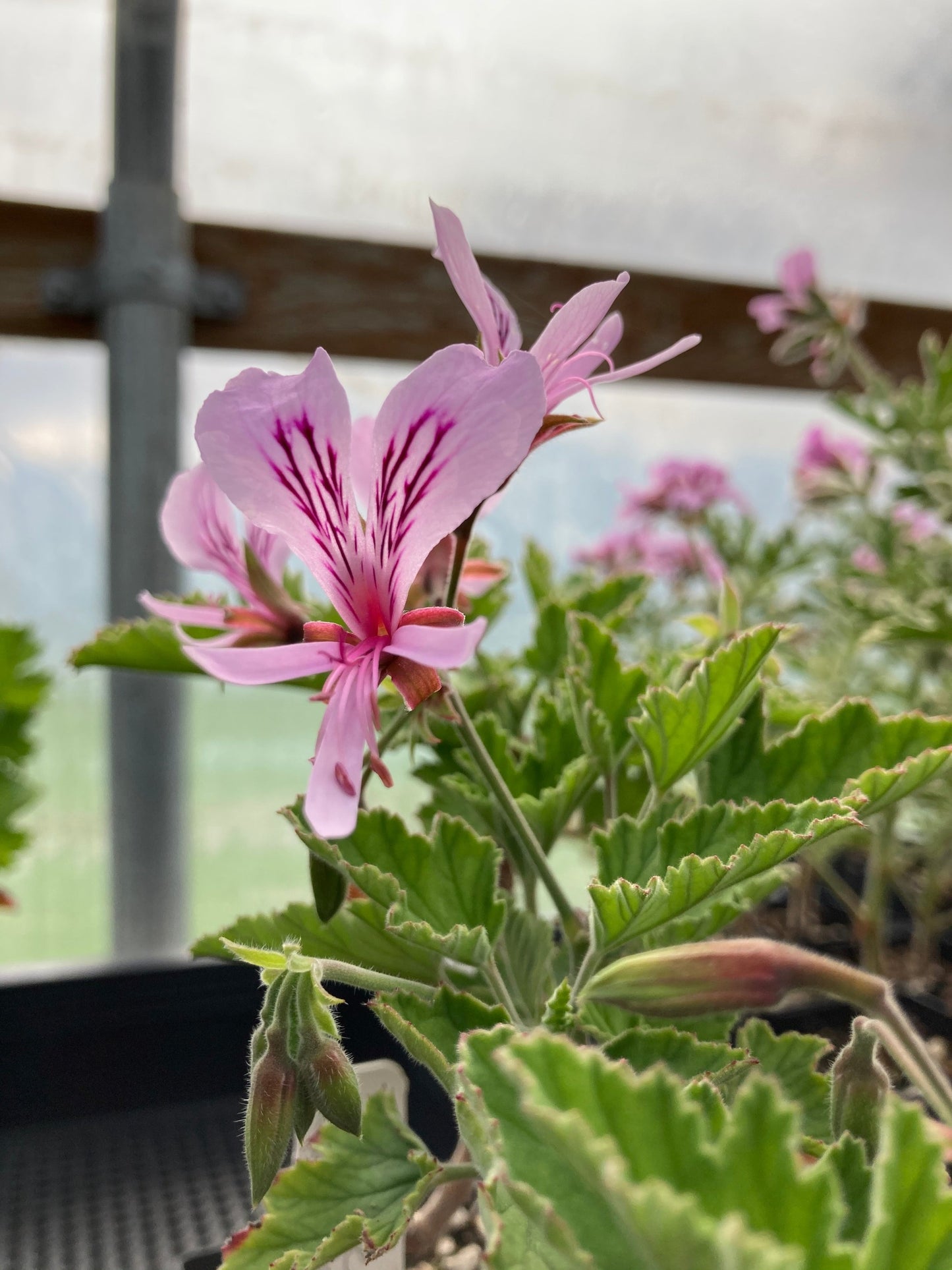 Pelargonium 'Grace Thomas' geranium