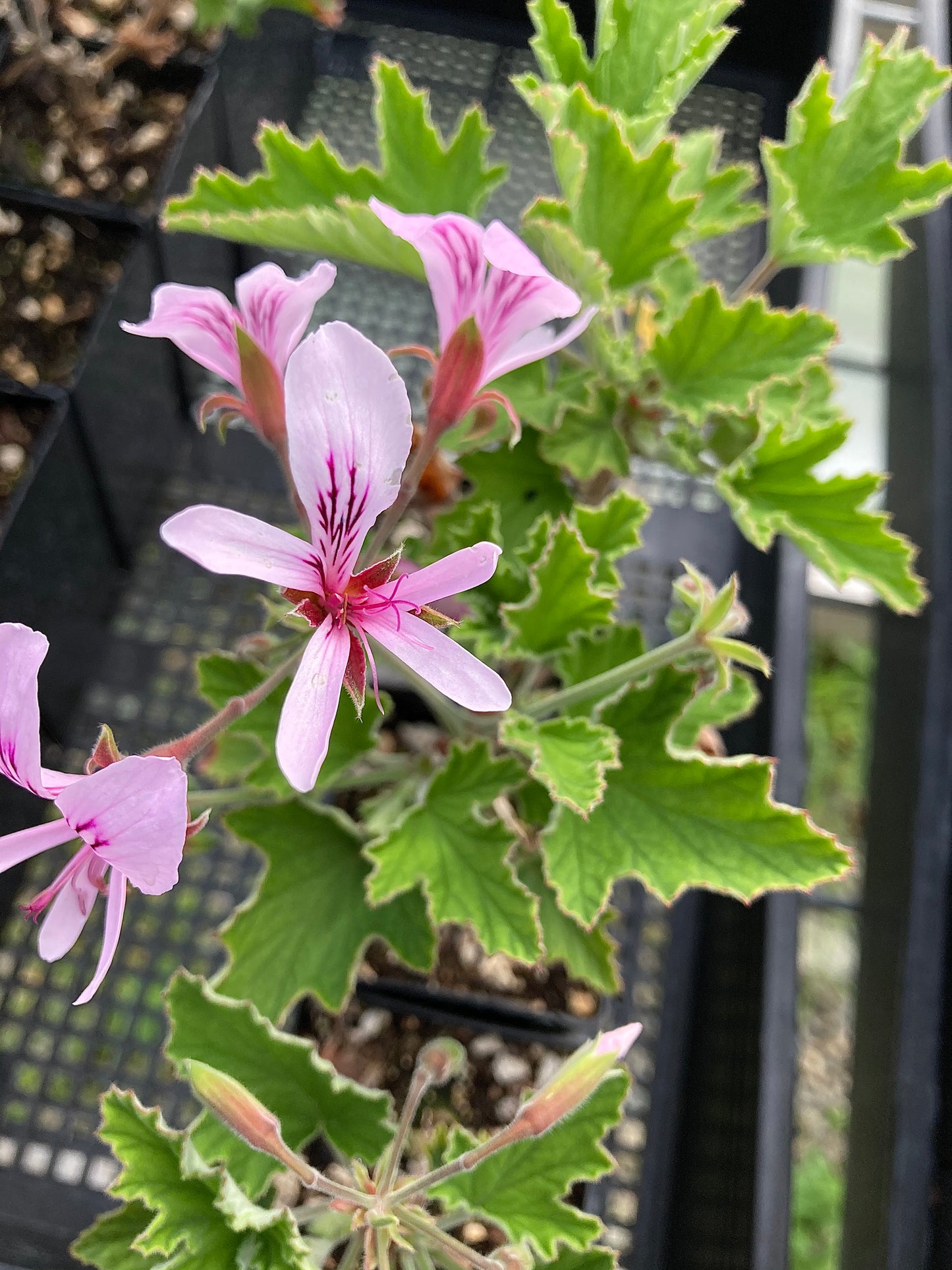 Pelargonium 'Grace Thomas'