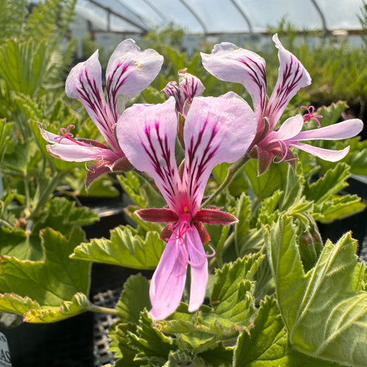 Scented Pelargonium Grace Thomas in bloom