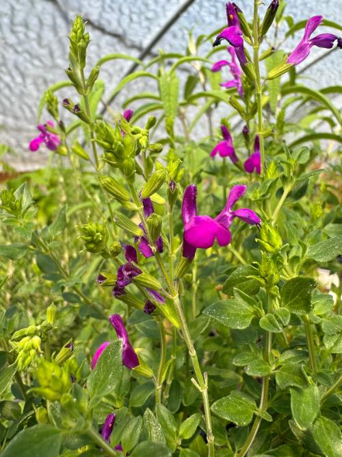 Purple Graham's Sage flower blooms and green foliage